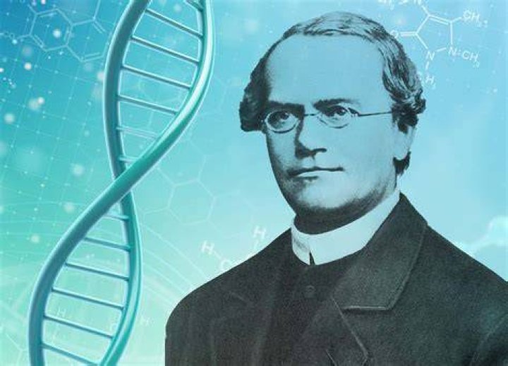 
What discovery did gregor mendel make? 